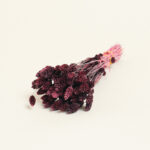 Beauty Home ΑΠΟΞΗΡΑΜΕΝΗ ΦΑΛΑΡΙΣ - Image 2