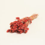 Beauty Home ΑΠΟΞΗΡΑΜΕΝΗ ΦΑΛΑΡΙΣ - Image 3