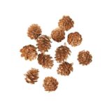 Beauty Home 12 Κουκουνάρια Χρυσά 2 cm