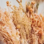 Beauty Home ΑΠΟΞΗΡΑΜΕΝΟ ΛΙΝΑΡΙ 50GR – 60CM - Image 2